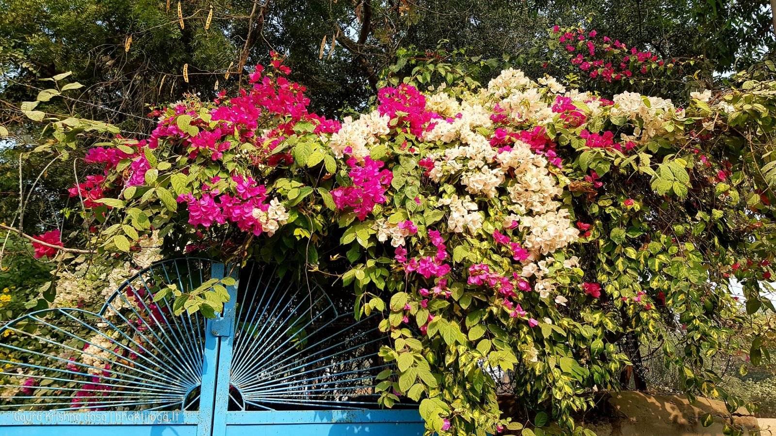  Varshana parikrama and preaching. 2019.12.10